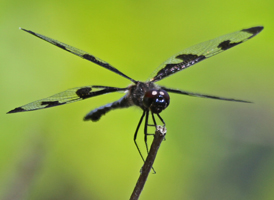 Banded Pennant